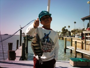 Sheepshead in the fishing tournament